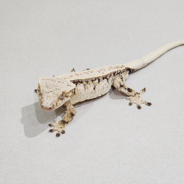 Drippy White Pin Full Pinstripe White Spot