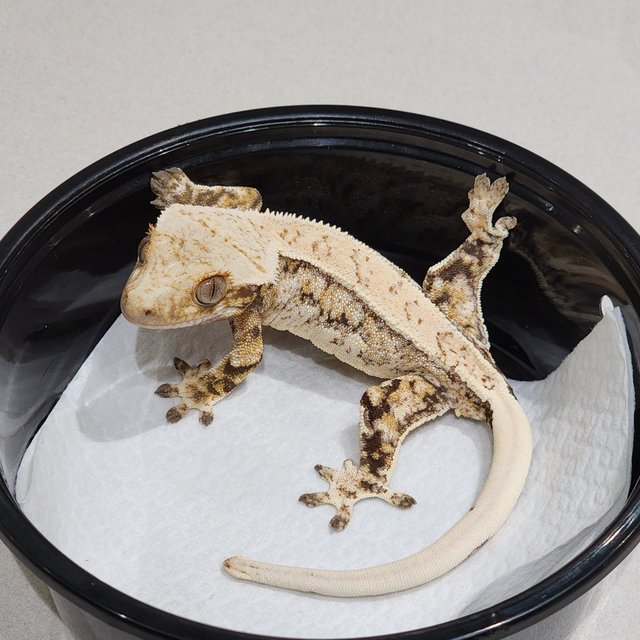 Tri Quad Drippy White Spot Extreme Harlequin