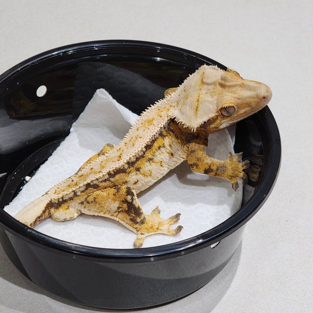 풀핀 드리피 트라이 익스트림할리퀸