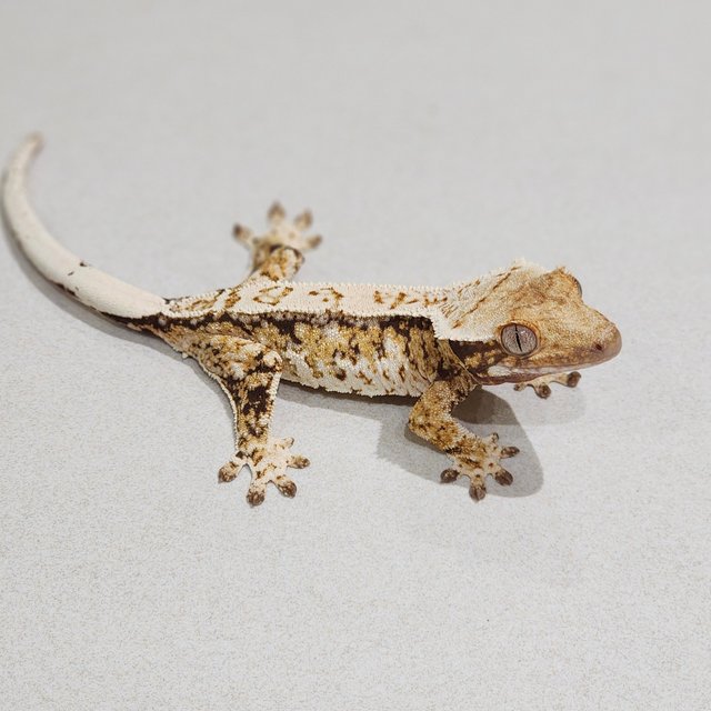 White Crown Drippy Tri Extreme Harlequin White Spot
