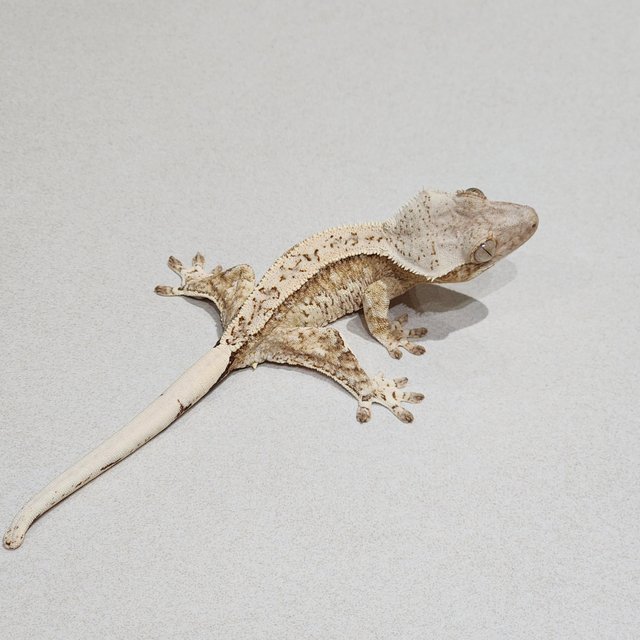 드리피 크림 화이트스팟