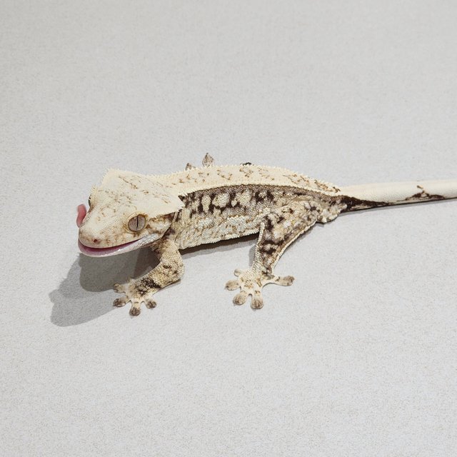 Quad White Spot Drippy
