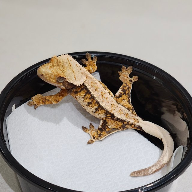 드리피 트라이 익스트림할리퀸 화이트스팟