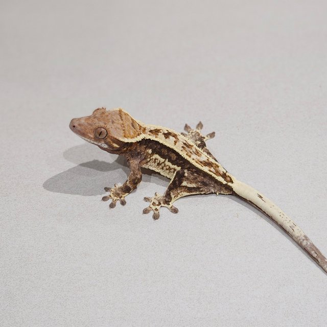 화이트핀 카푸치노