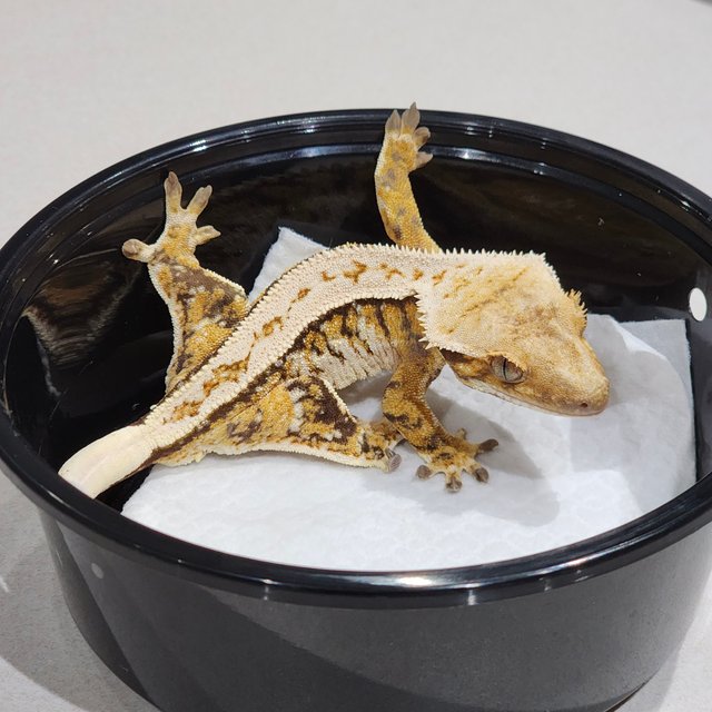 풀핀 트라이 익스트림할리퀸 화이트스팟 화이트크라운