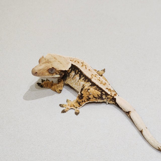 Extreme Harlequin White Spot Tri