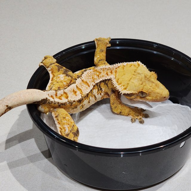 Tri White Spot White Crown Extreme Harlequin