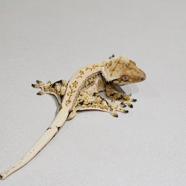 Drippy Zengex Full Pinstripe Emily White Spot