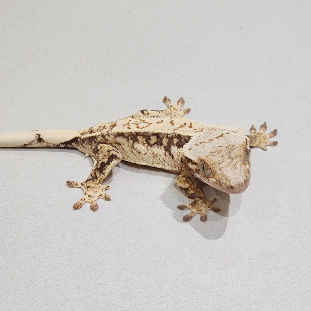 Drippy Quad White Spot