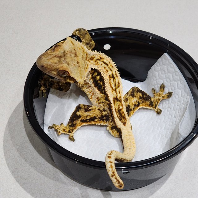 풀핀 화이트크라운 트라이 쿼드