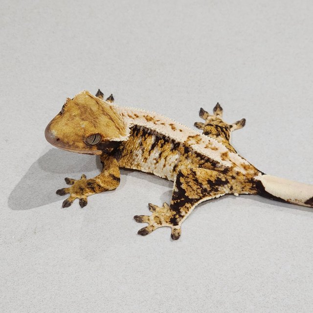 Barb Extreme Harlequin Tri Drippy