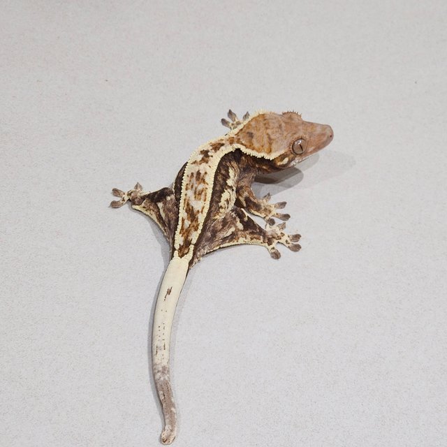 화이트핀 카푸치노