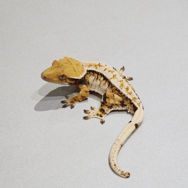 Tri Extreme Harlequin White Pin Drippy