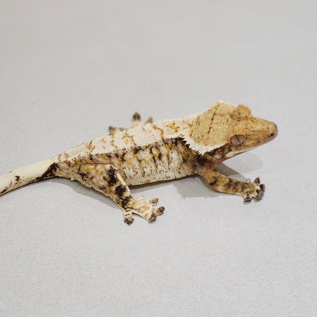 White Pin White Spot Extreme Harlequin Tri White Crown