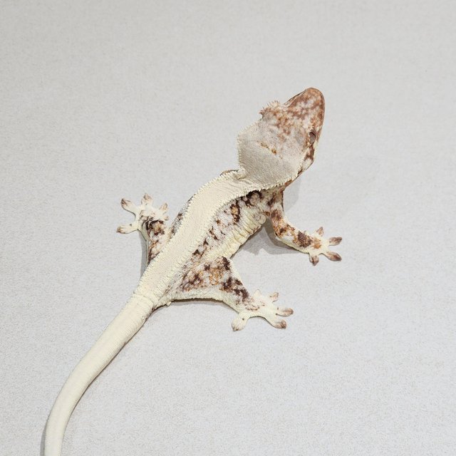 Lilly White Solid Back