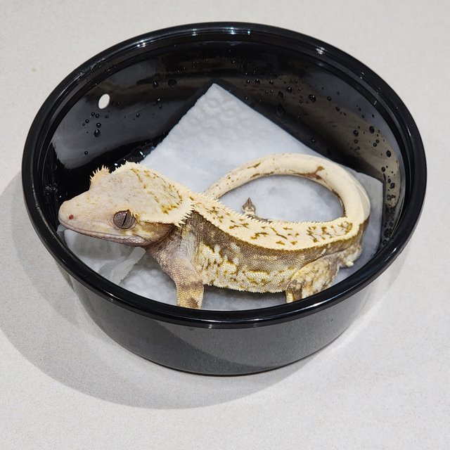 화이트크라운 풀핀 쿼드