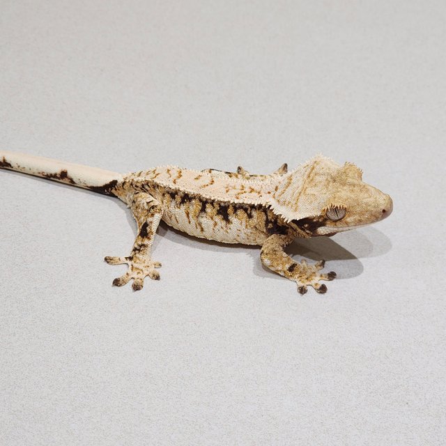 Extreme Harlequin Drippy Tri White Crown White Spot