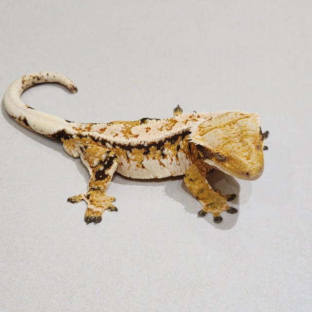 White Crown White Pin Tri Extreme Harlequin White Spot
