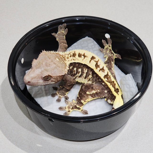 풀핀 화이트크라운 카푸치노