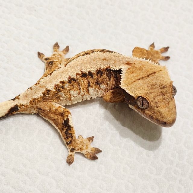 트라이 익스트림할리퀸