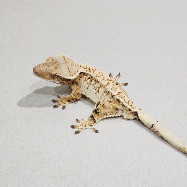 Tri Extreme Harlequin White Crown White Spot Drippy