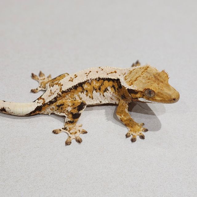 Tri Extreme Harlequin White Pin