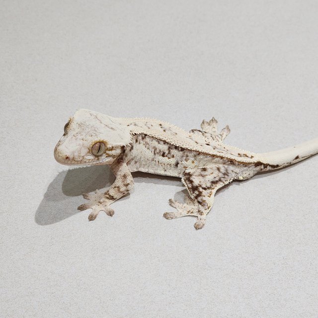 Full Pinstripe Quad Drippy White Spot Brindle