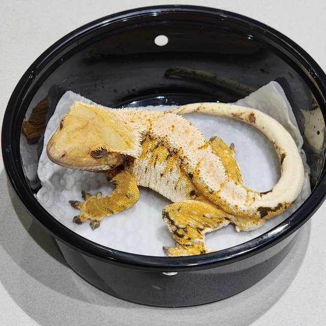 White Spot White Pin Extreme Harlequin White Crown Tri