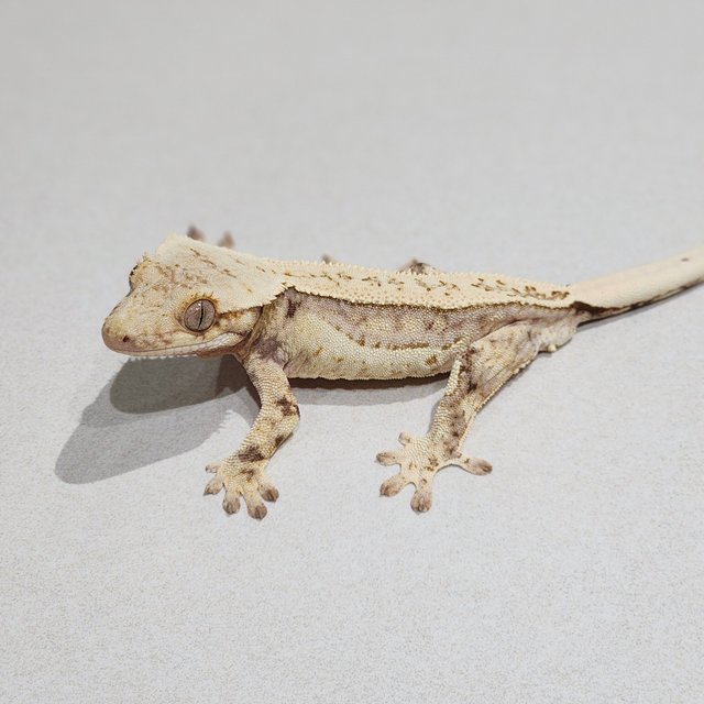 Drippy Quad White Spot Full Pinstripe
