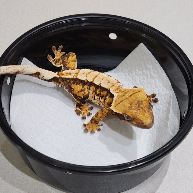 트라이 익스트림할리퀸