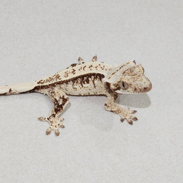 풀핀 드리피 화이트스팟 젠젝스