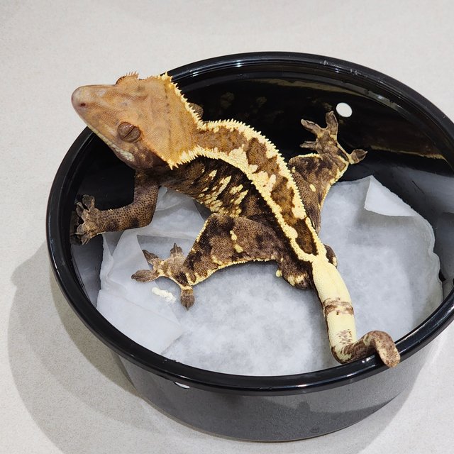 풀핀 카푸치노 화이트크라운