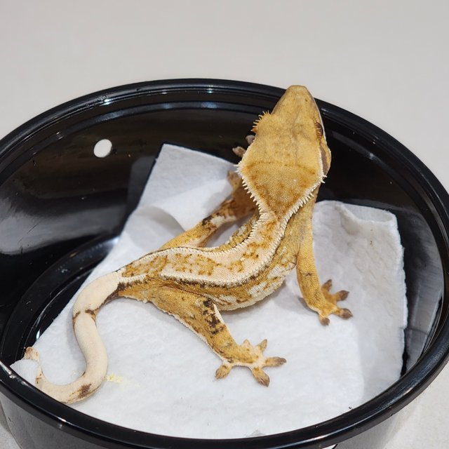 화이트크라운 드리피 트라이 익스트림할리퀸