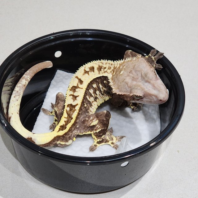 풀핀 화이트크라운 카푸치노