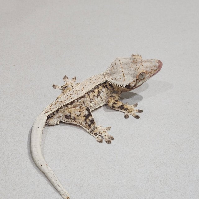 Tri Drippy White Spot