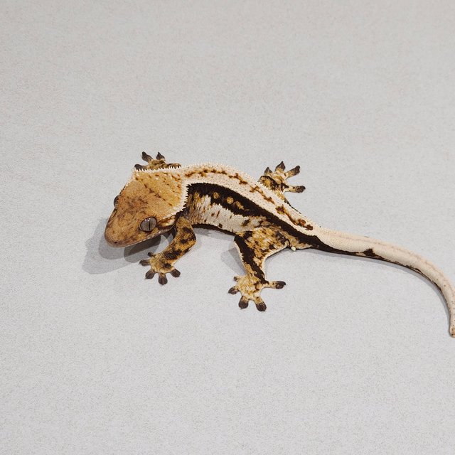 White Pin Tri Quad Full Pinstripe