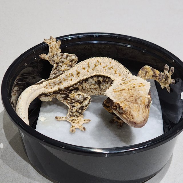 Quad White Spot White Crown