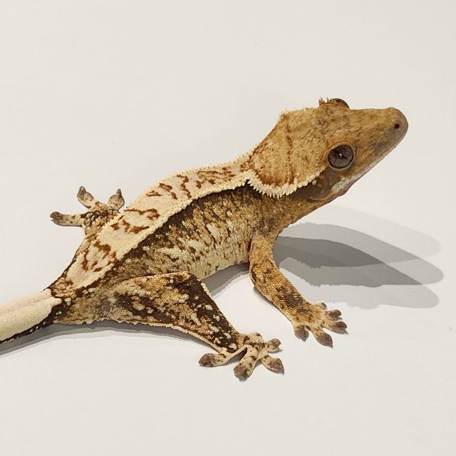 Extreme Harlequin Tri White Spot White Pin