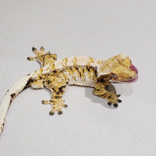 Drippy Tri Extreme Harlequin White Pin White Crown White Spot