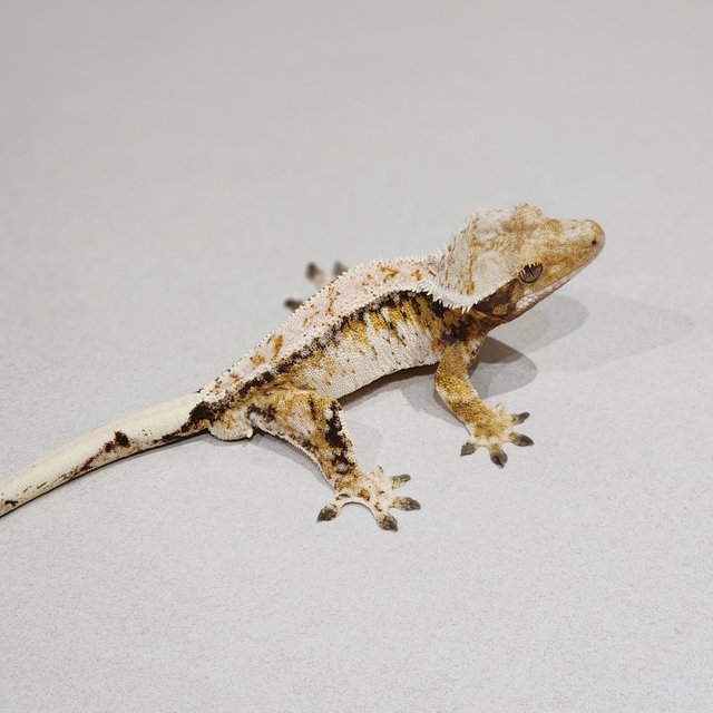 White Pin Drippy Tri White Spot Extreme Harlequin White Crown