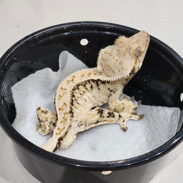 드리피 화이트스팟 풀핀