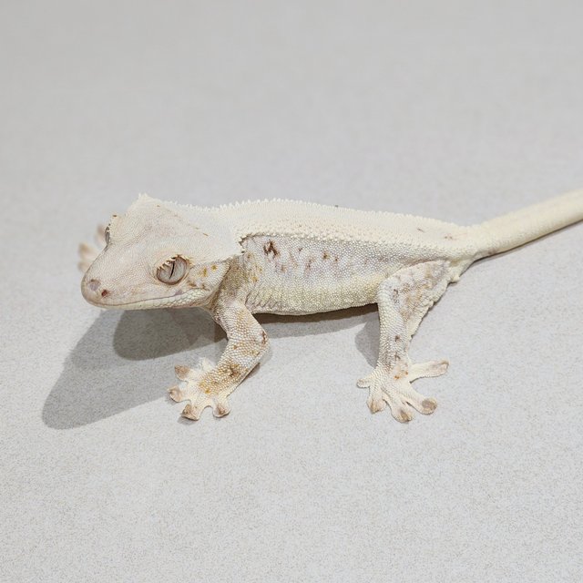 Lilly White