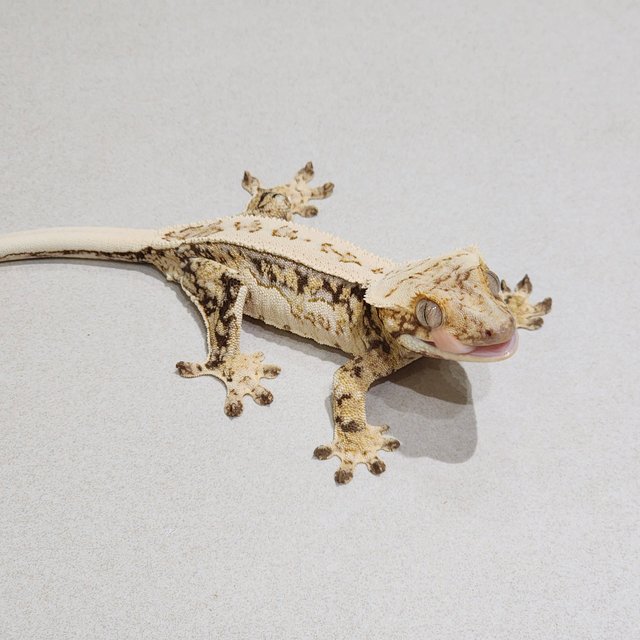 Quad White Spot Drippy White Pin
