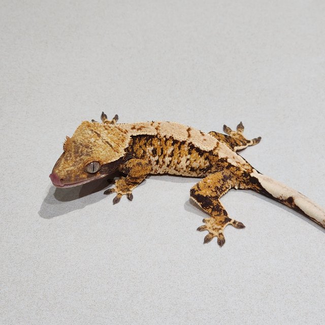 Tri White Spot Extreme Harlequin