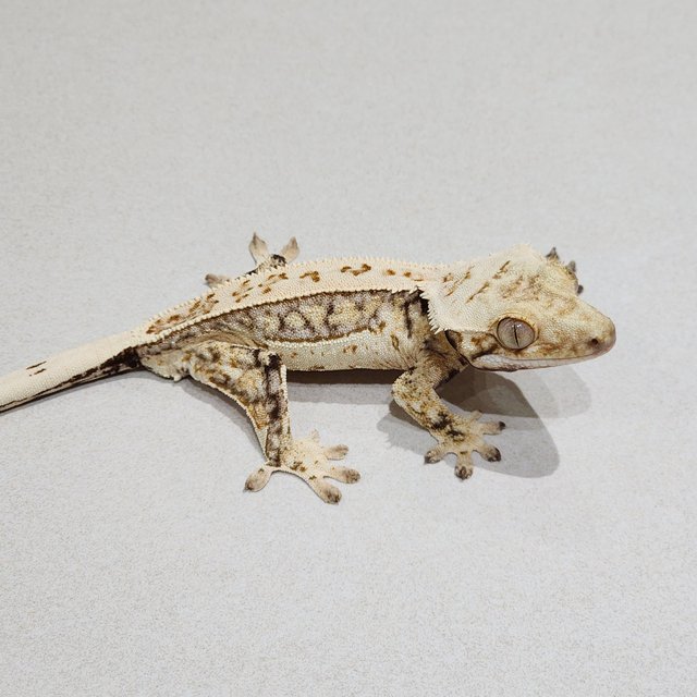 Full Pinstripe Drippy White Spot Quad