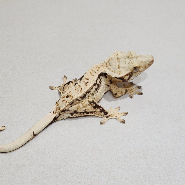 Quad Drippy White Spot White Crown