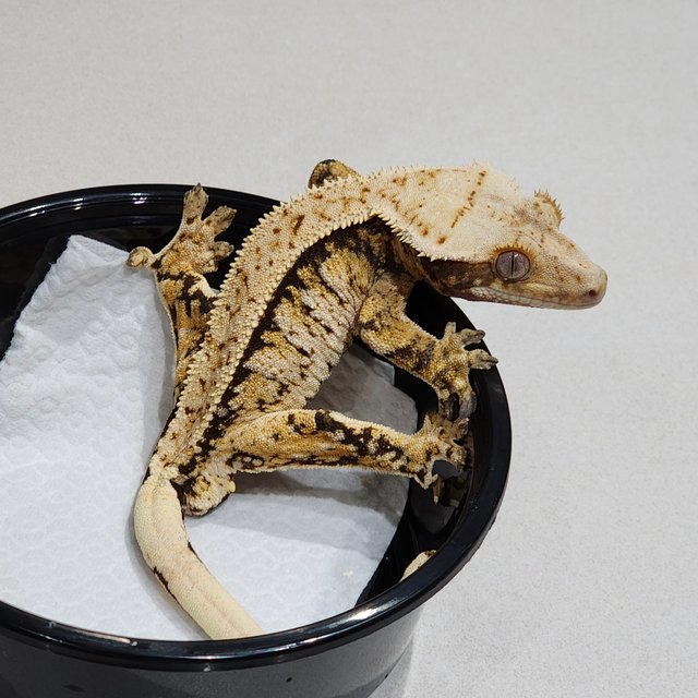 White Spot Tri White Crown Extreme Harlequin