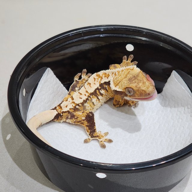 화이트크라운 트라이 익스트림할리퀸 화이트스팟