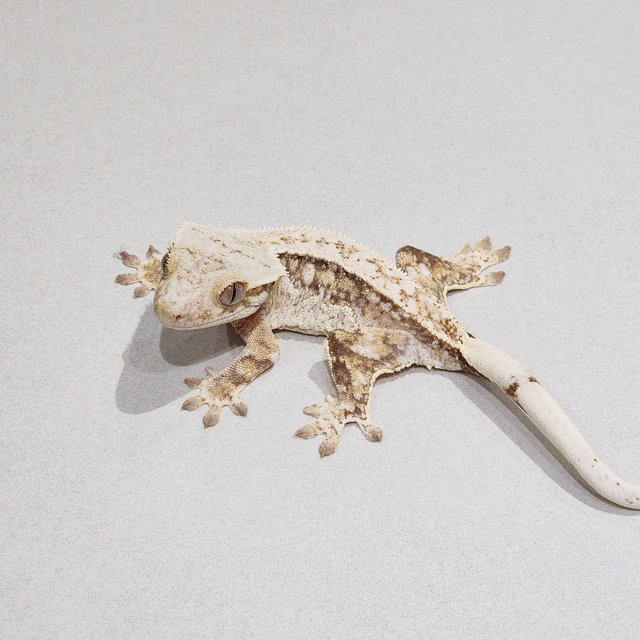 Quad Drippy White Pin White Spot