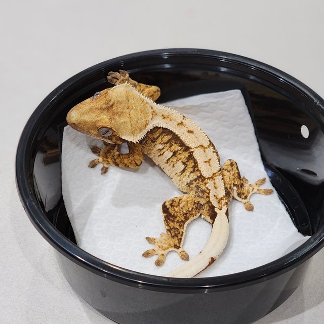 트라이 익스트림할리퀸 화이트스팟